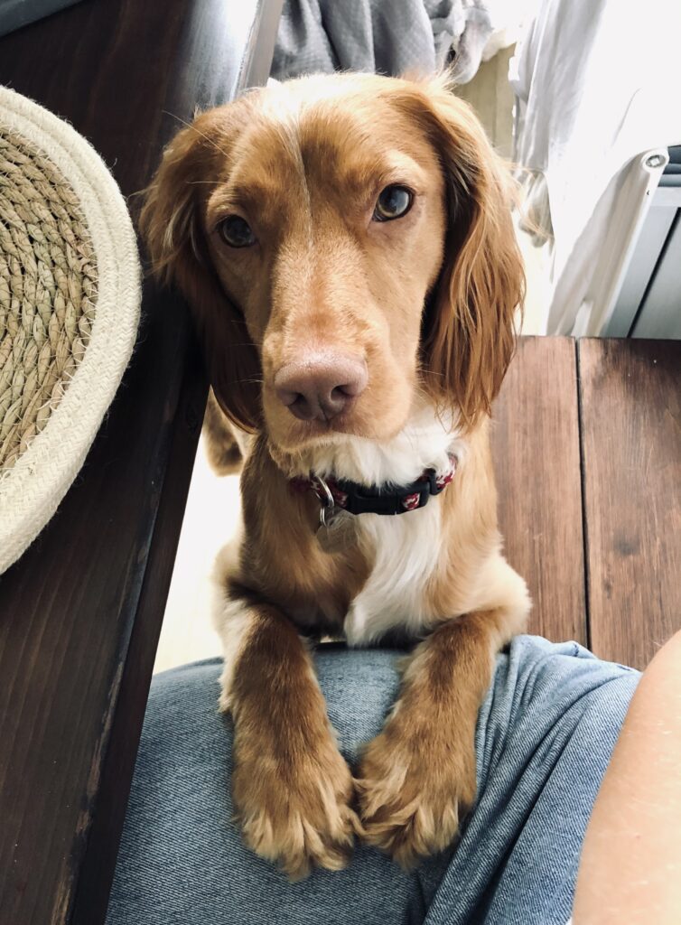 Dog Boarding and Puppy training in Stratford